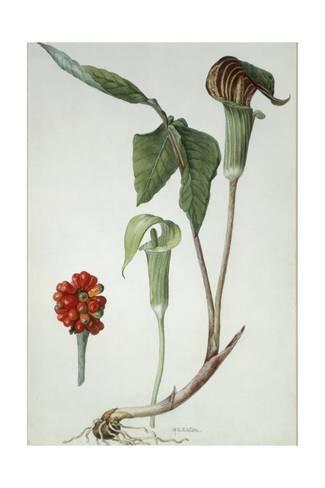 325x488 Painting Of Jack In The Pulpit Plant, Flower, And Berries Giclee - Jack In The Pulpit Painting