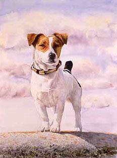 232x313 Teal' Jack Russell Painting By Sarah Eden Oil On Board, 12 X 12 - Jack Russell Painting
