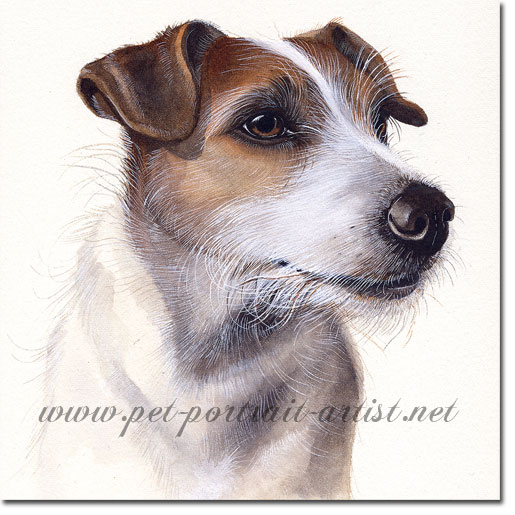 515x515 Jack Russell Dog Portrait By Joanna Culley - Jack Russell Terrier Painting