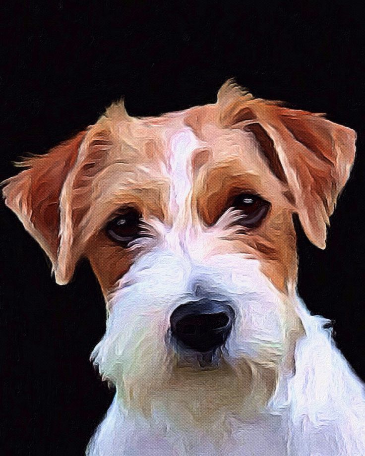 736x920 Jack Russell Terrier Art Painting Acrylic Giclee Print Canvas - Jack Russell Terrier Painting