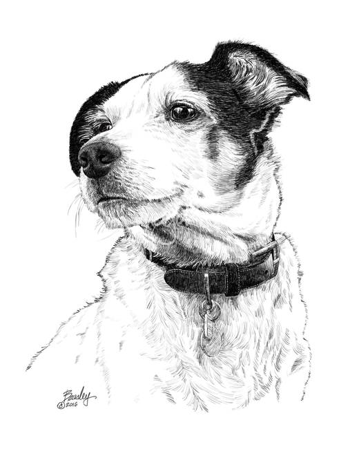 520x650 Sammy - Jack Russell Terrier Painting
