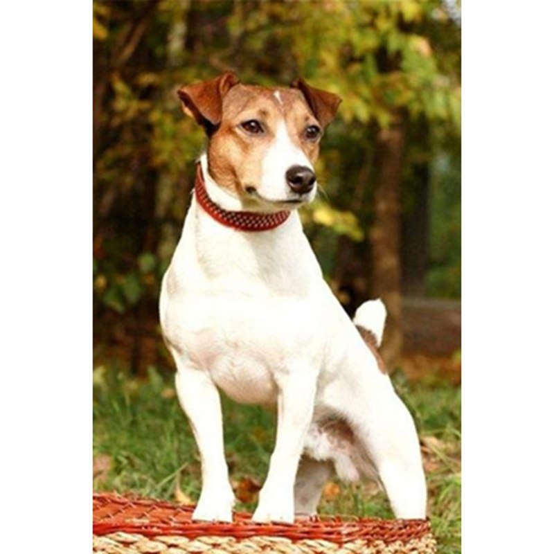 800x800 Full Diamond Embroidery,animal Jack Russell Terrier Dog,5diamond - Jack Russell Terrier Painting