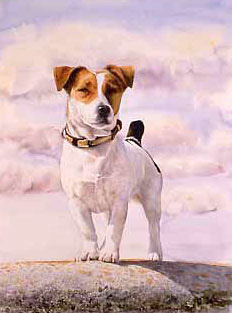 232x313 Photo Realistic Portrait Of A Parson Jack Russell Terrier - Jack Russell Terrier Painting
