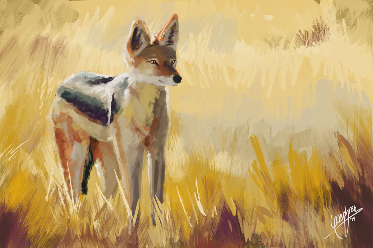 1200x800 Jackal Among Gold By Guephren - Jackal Painting