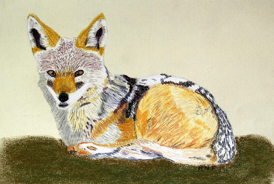 900x604 Jackal Painting By Raymond Farrimond - Jackal Painting