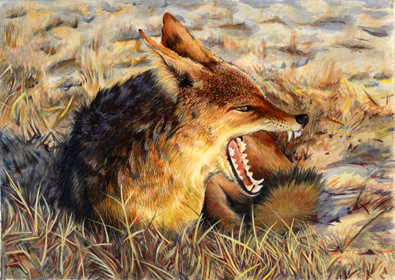 800x566 Jackal By Beowulf Kennedy - Jackal Painting