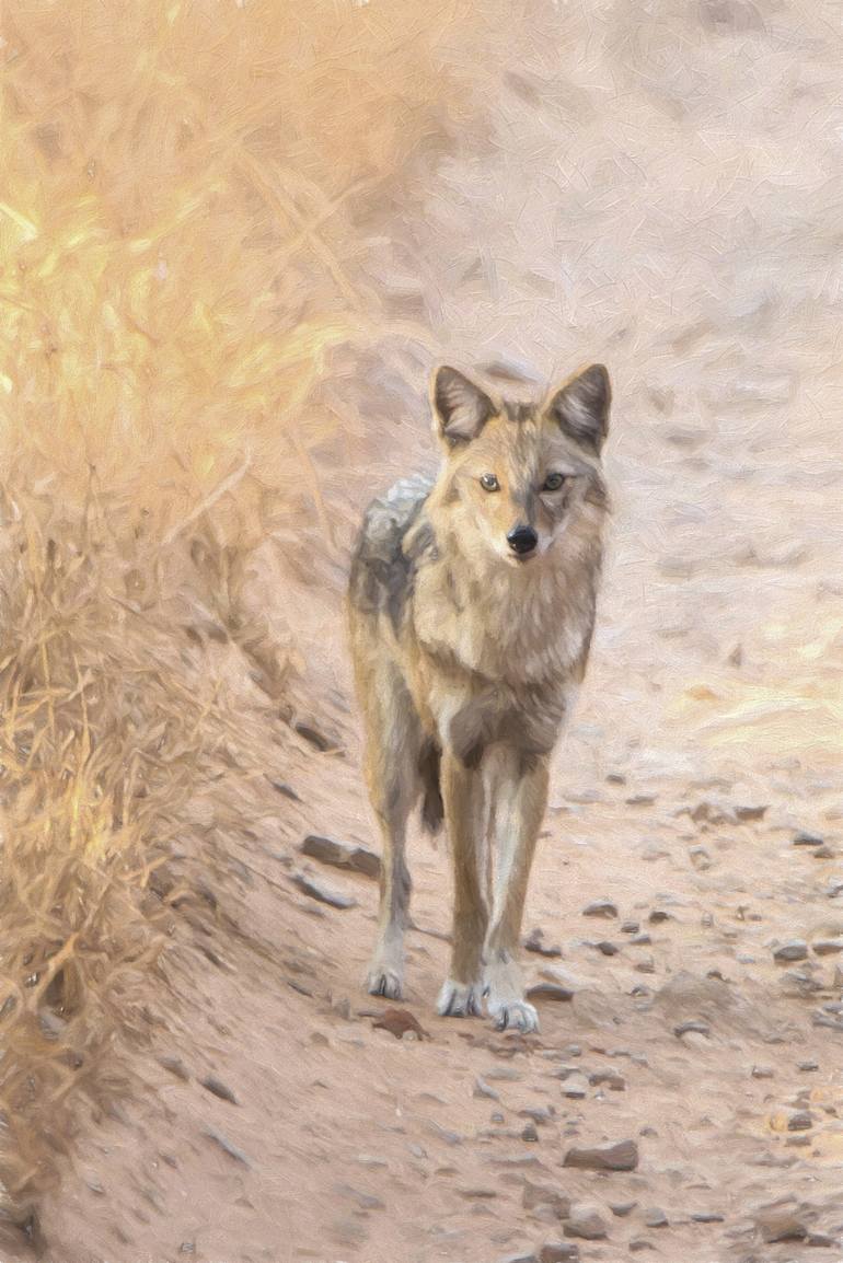 770x1154 Saatchi Art The Jackal Photography By Pravine Chester - Jackal Painting