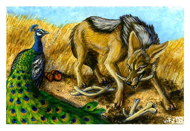 650x450 The Jackal And The Peacock By Foxfeather248 - Jackal Painting