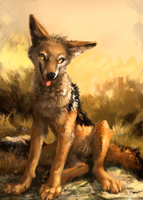 500x700 Jackal Art Tumblr - Jackal Painting