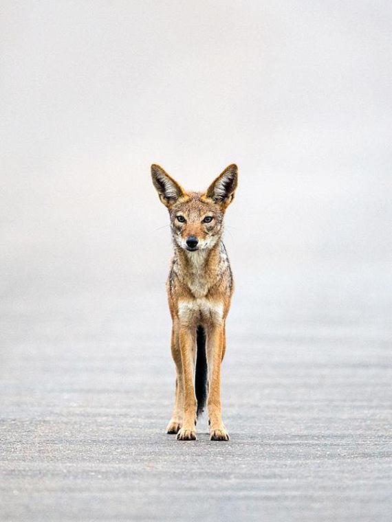 570x760 Horton Black Backed Jackal Canvas Painting Octotreasure - Jackal Painting