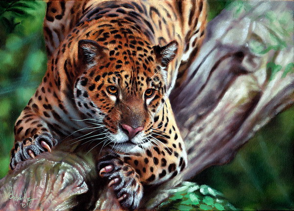 600x431 Jaguar Oil Painting Christina Schulte Fine Art - Jaguar Painting