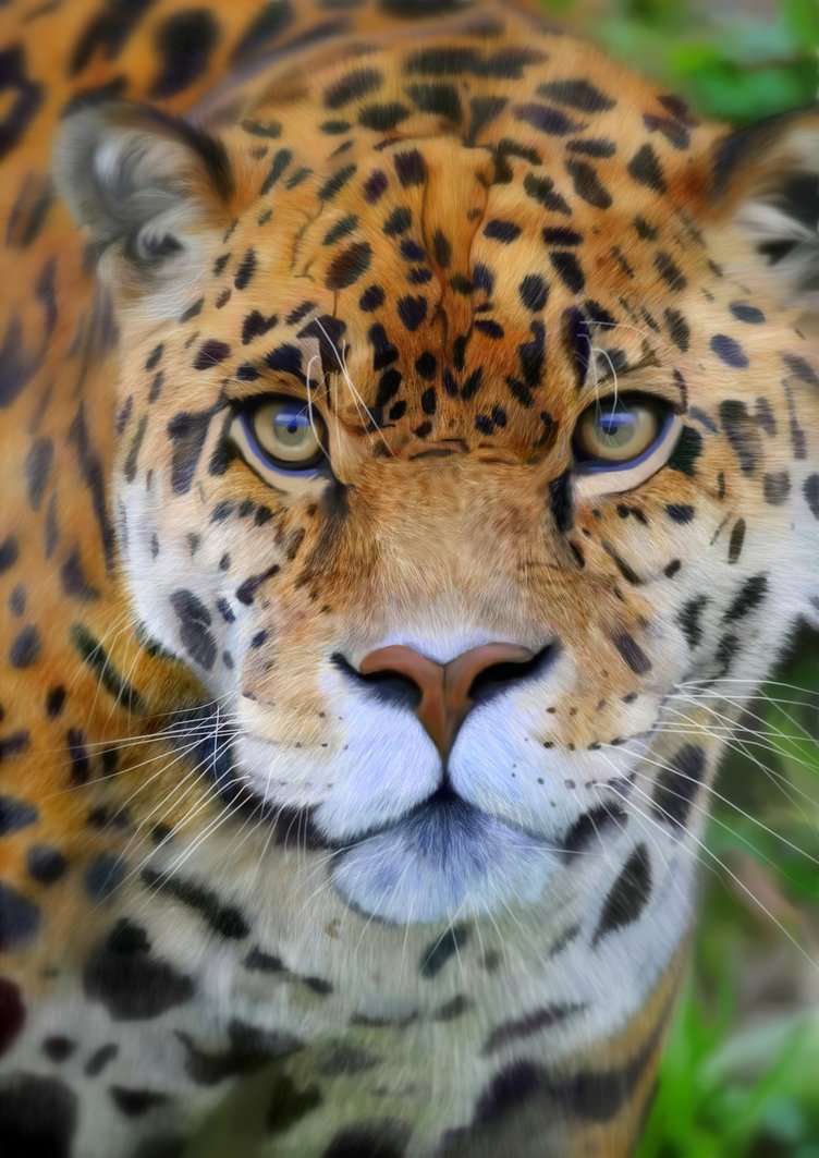 752x1063 Leopard Actually A Jaguar!! (Digital Painting) By Agentdeem17 - Jaguar Painting