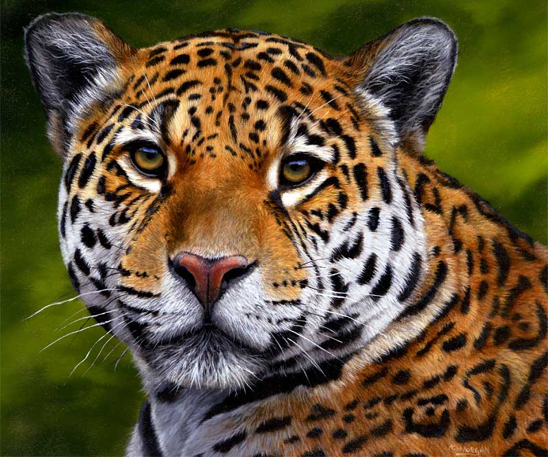 799x666 Jaguar Painting How To Draw And Paint Animals - Jaguar Painting