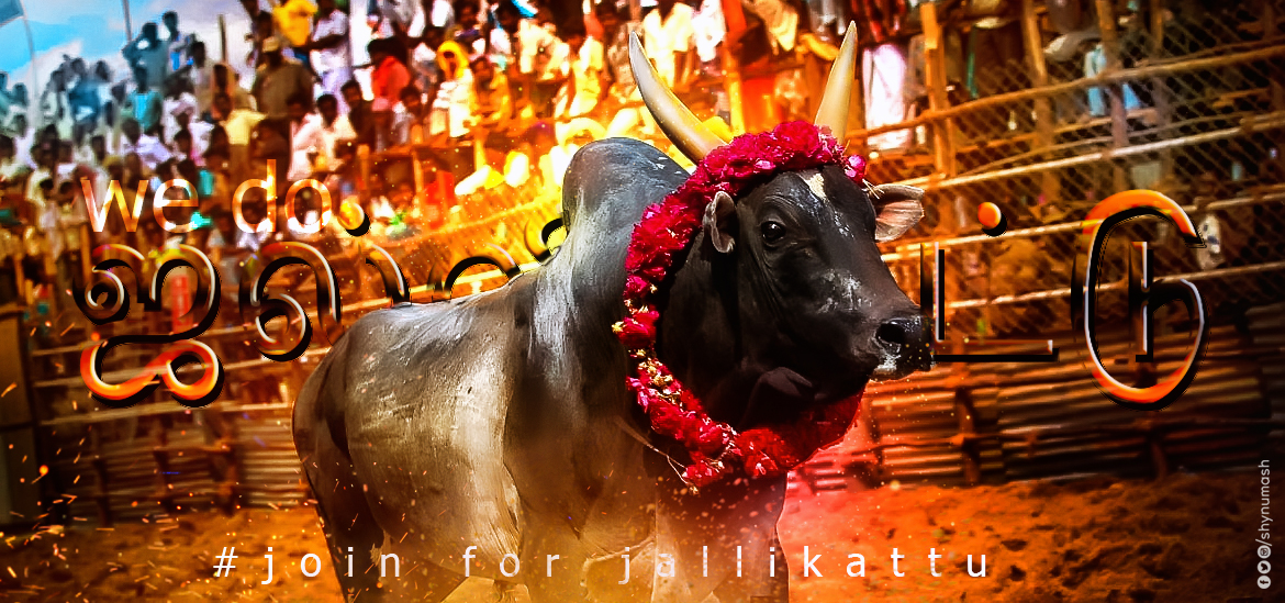 1170x549 Jallikattu Cover By Shynumash - Jallikattu Painting