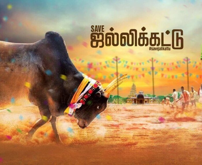 700x571 Jallikattu Protest Day 2017 Jallikattu History, Chennai Protest - Jallikattu Painting