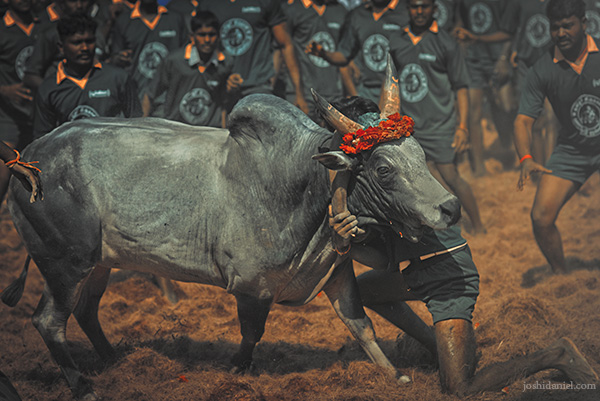 600x401 Jallikattu Sport In Palamedu Joshi Daniel Photography - Jallikattu Painting