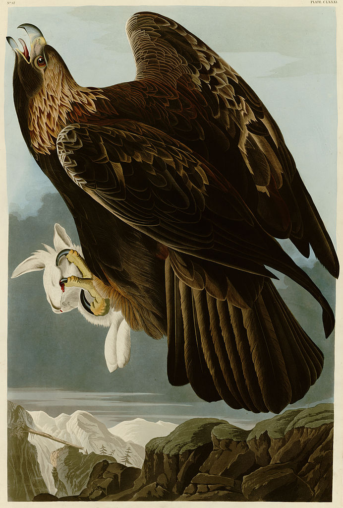 692x1024 Shukernature Washington's Eagle And Other Giant Mystery Eagles - James Eagles Painting