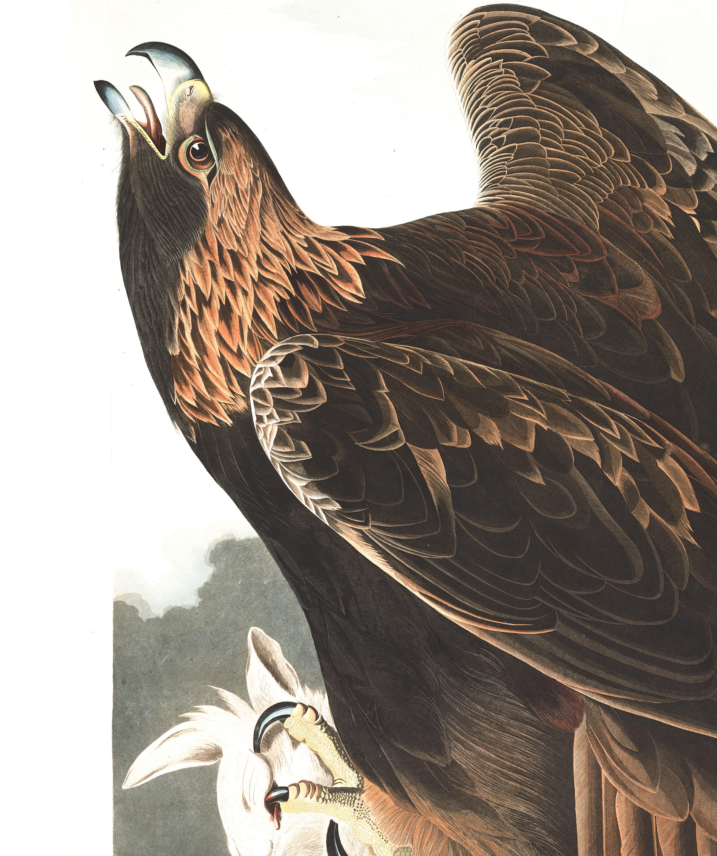 2400x2864 Golden Eagle John James Audubon's Birds Of America - James Eagles Painting