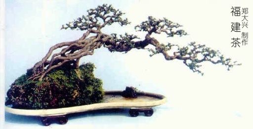 512x261 Chinese Penjing Bonsai Kid! - Japanese Bonsai Tree Painting