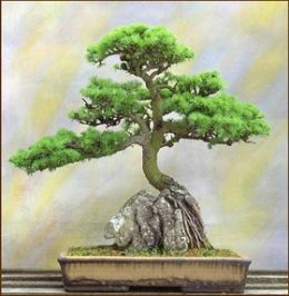 260x266 Japanese Dwarf Garden Juniper Bonsai Trees Bonsai Trees, Bonsai - Japanese Bonsai Tree Painting