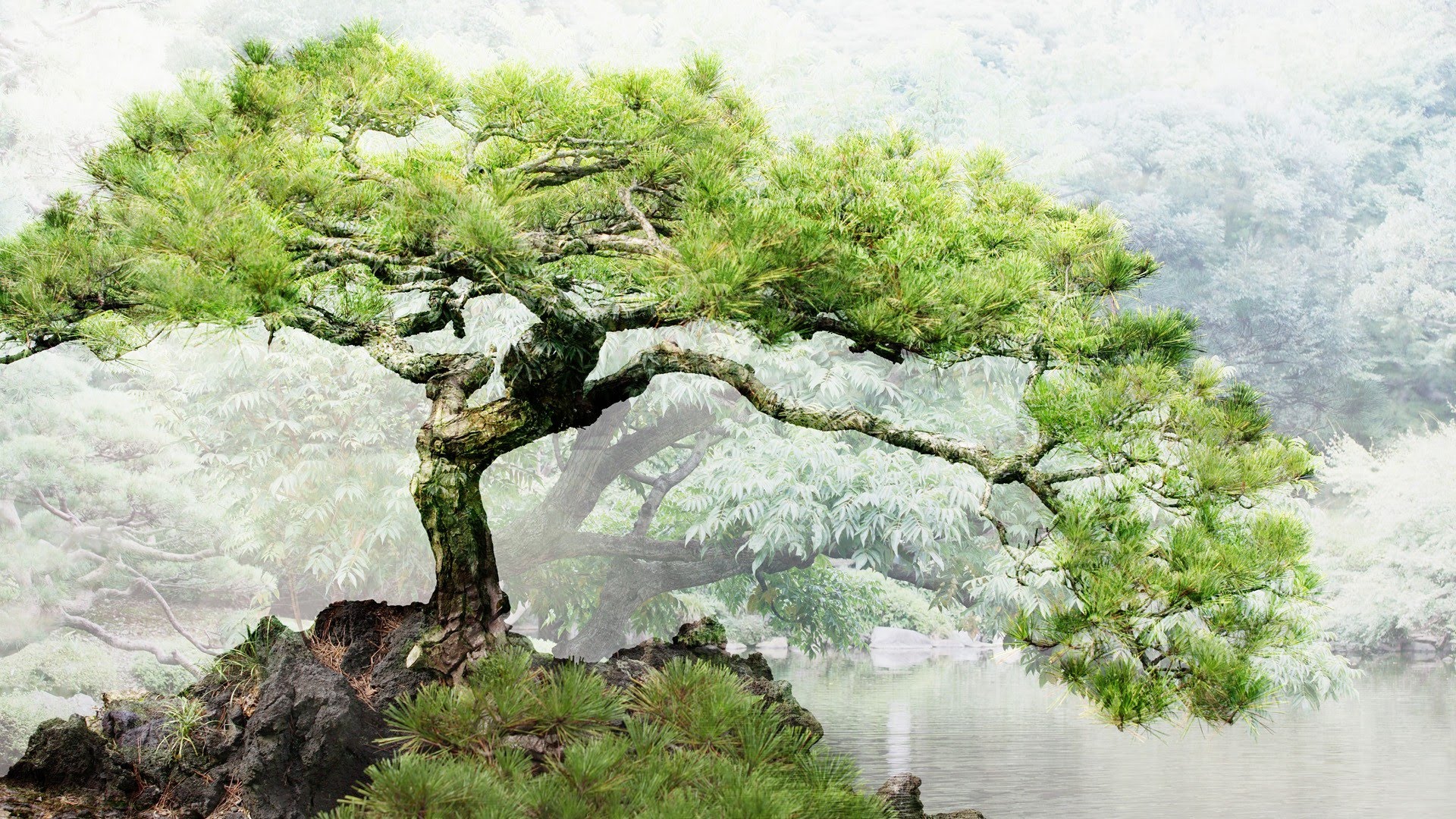 1920x1080 Relaxing Japanese Music - Japanese Bonsai Tree Painting