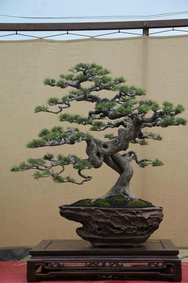 640x960 Wow, This Looks Straight Out Of An Old Chinese Painting. Bonsai - Japanese Bonsai Tree Painting