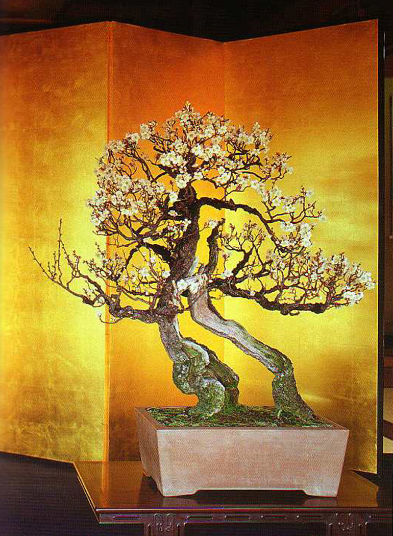 770x1049 Bonsai Bark Promoting And Expanding The Bonsai Universe Page 51 - Japanese Bonsai Tree Painting