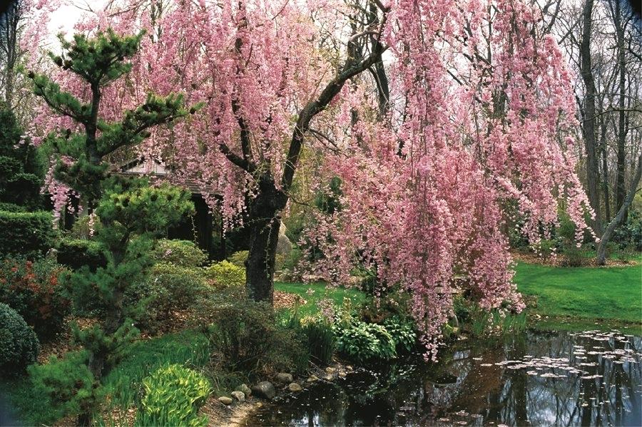 900x599 Cherry Blossum Tree Cherry Blossom Tree Painting On Canvas Cherry - Japanese Cherry Blossom Tree Painting