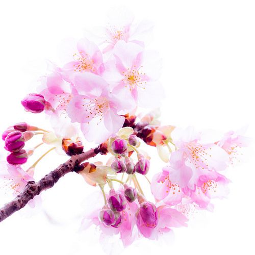 500x500 Pure Cherry Blossoms - Japanese Cherry Blossom Watercolor Painting