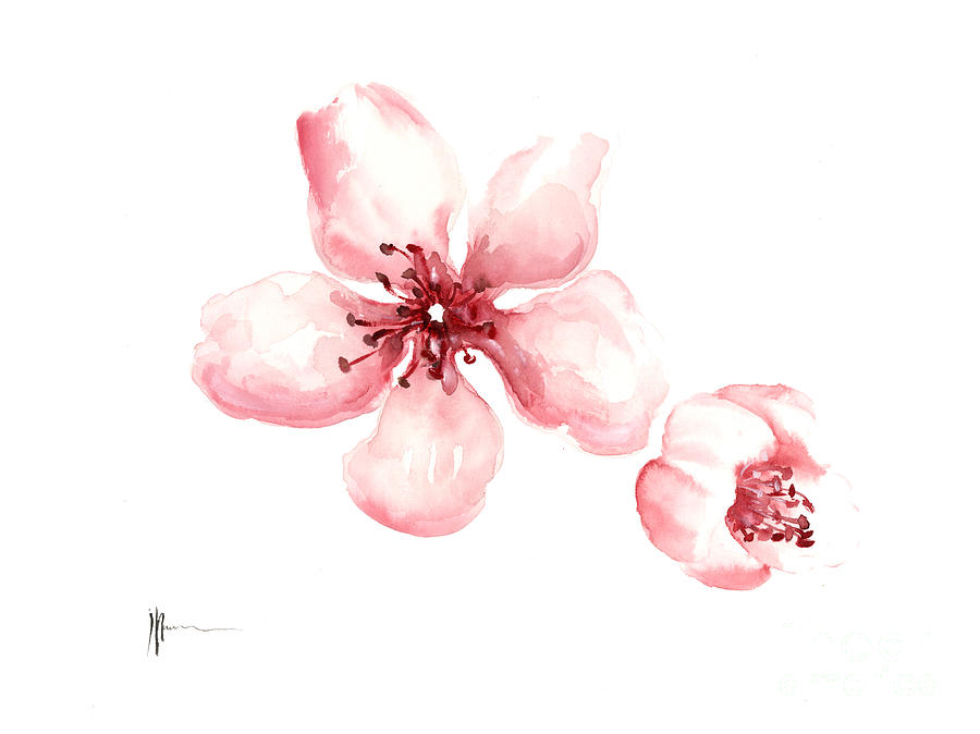 900x674 Sakura Watercolor Artwork Cherry Blossom Painting By Joanna Szmerdt - Japanese Cherry Blossom Watercolor Painting
