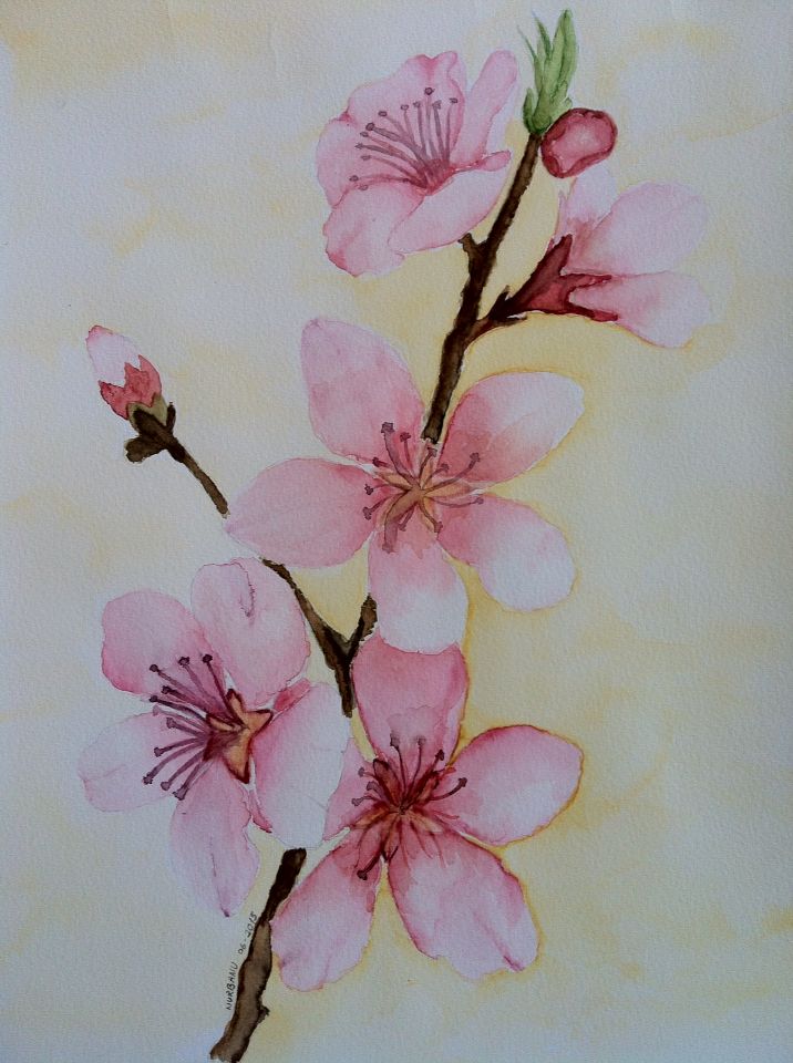 716x960 Cherry - Japanese Cherry Blossom Watercolor Painting