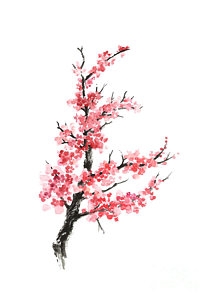 212x300 Cherry Blossom Branch Watercolor Poster Painting By Joanna Szmerdt - Japanese Cherry Blossom Watercolor Painting