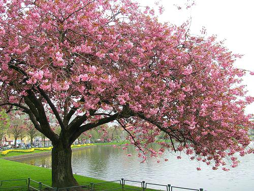 500x375 Japanese Blossom Tree Japanese Cherry Blossom Tree Paintings - Japanese Cherry Tree Painting