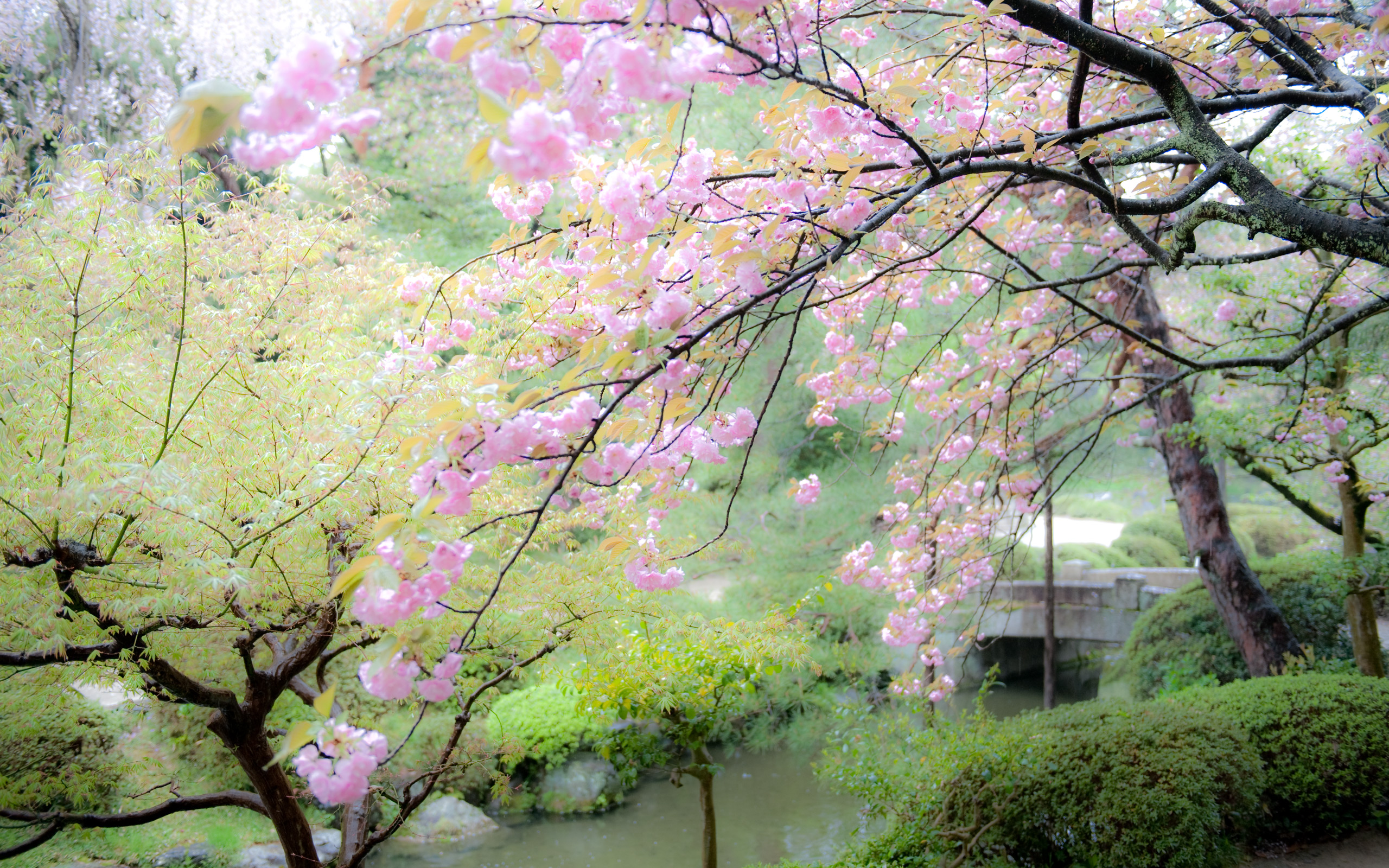 2560x1600 Jeffrey Friedl's Blog Cherry Blossoms In The Rain - Japanese Cherry Tree Painting