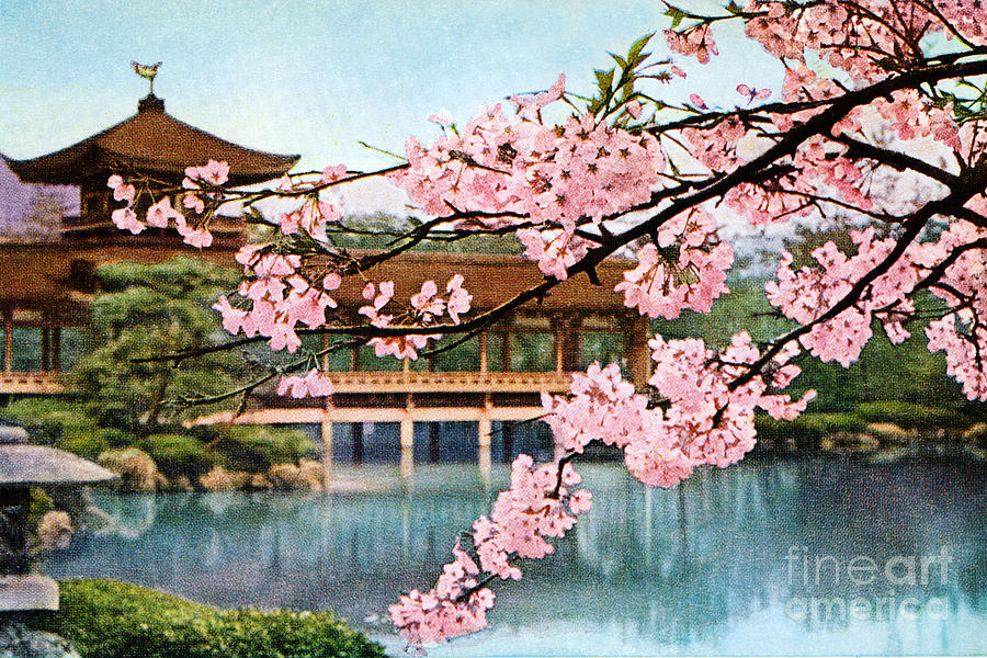 900x600 Vintage Japanese Art 12 Painting By Hawaiian Legacy Archive - Japanese Cherry Tree Painting