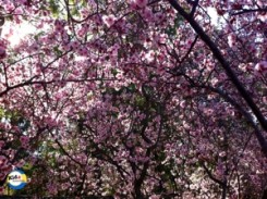 245x183 Cherry Blossom Painting For Preschoolers - Japanese Cherry Tree Painting