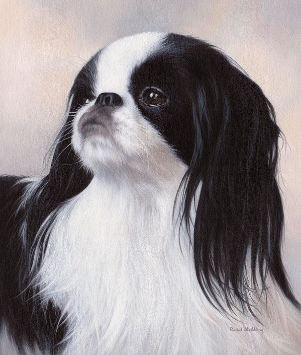 599x705 Japanese Chin Painting Art Print By Rachel Stribbling - Japanese Chin Painting