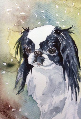 340x500 Artist Poland Painting Realism Dog Japanese Chin 5 X 7 Inch - Japanese Chin Painting