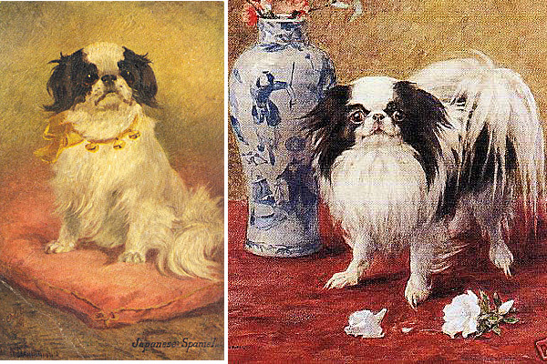 600x400 Fabel Mi Japanese Chin ~ Beauty Without Compromisecare Of Your - Japanese Chin Painting
