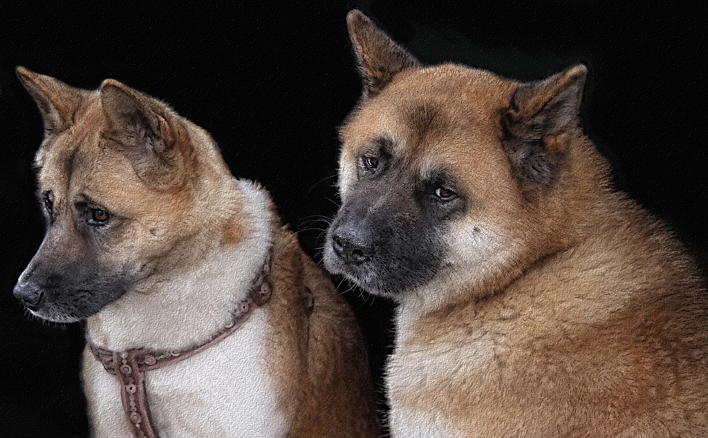 1024x634 Japanese Akita Dogs - Japanese Dog Painting
