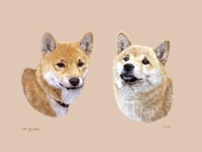 400x300 Dog Portraits Japanese Shina Inus Paintings By Isabel Clark, Pet - Japanese Dog Painting