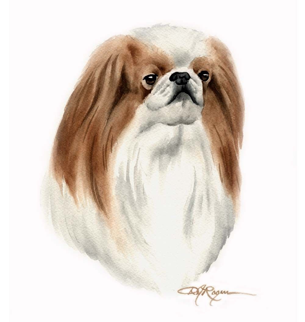1000x1057 Japanese Chin Dog Watercolor Painting Watercolour - Japanese Dog Painting