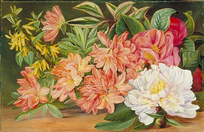 420x271 Kew Marianne North Gallery Painting 639 Japanese Flowers - Japanese Flower Painting