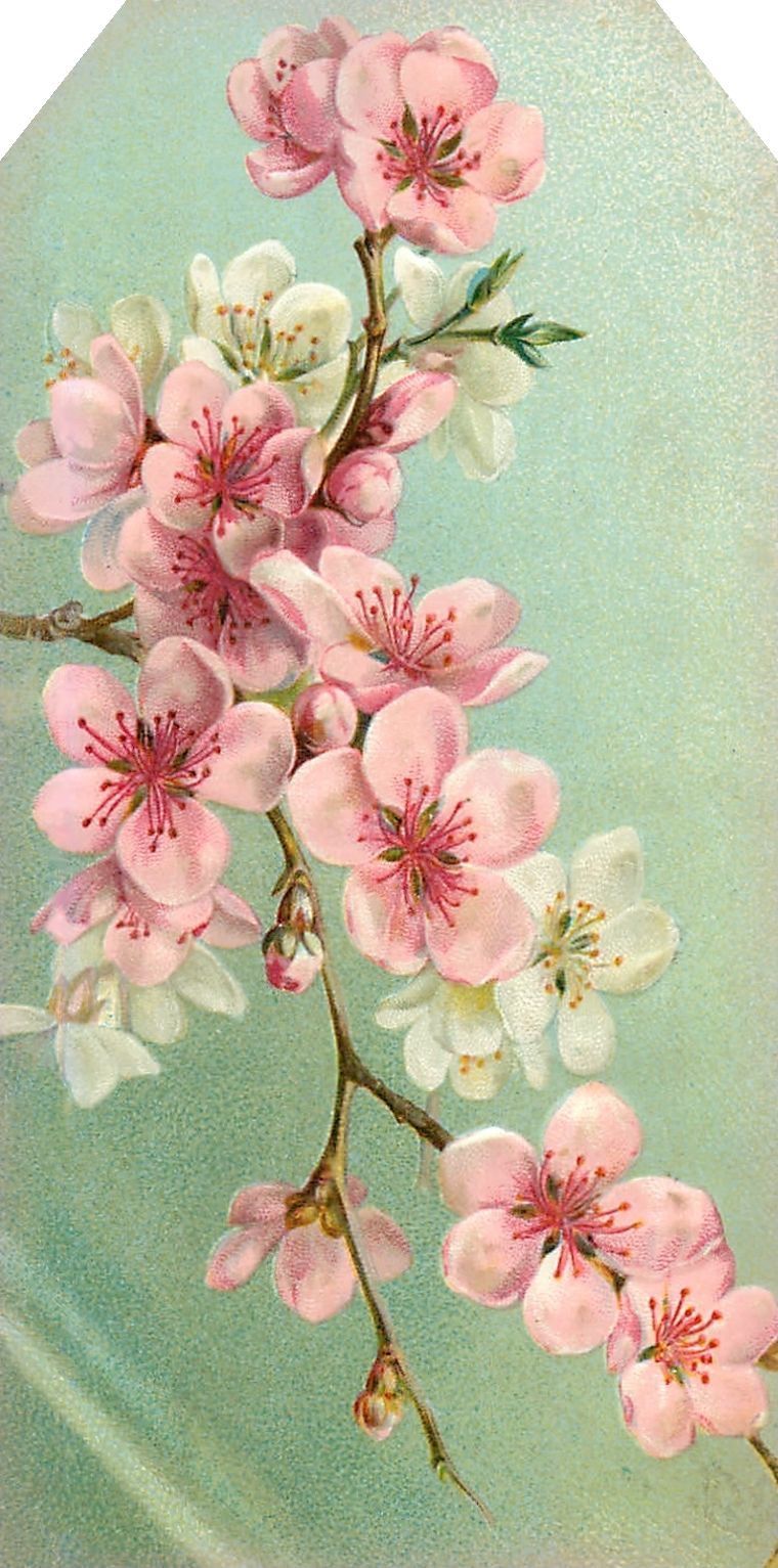 760x1533 Pin By Patti Roberts On Botanical Illustrations - Japanese Flower Painting