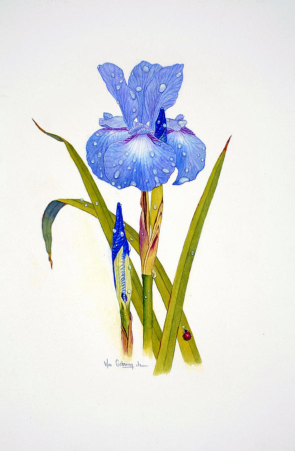 589x900 Japanese Iris Painting By Bill Gehring - Japanese Iris Painting
