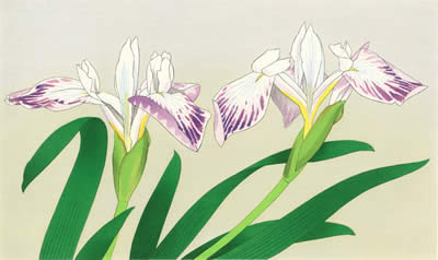 400x238 Japanese Iris Paintings And Prints - Japanese Iris Painting