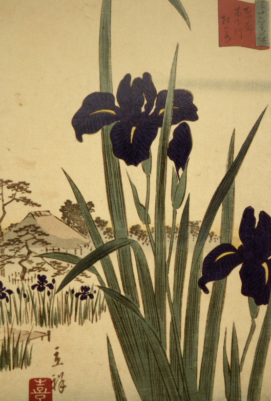 529x784 Paintings Of Flowers In Edo Period Myau Myau's Photo Gallery - Japanese Iris Painting