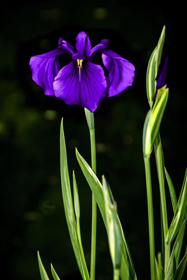 600x900 Purple Perfection - Japanese Iris Painting