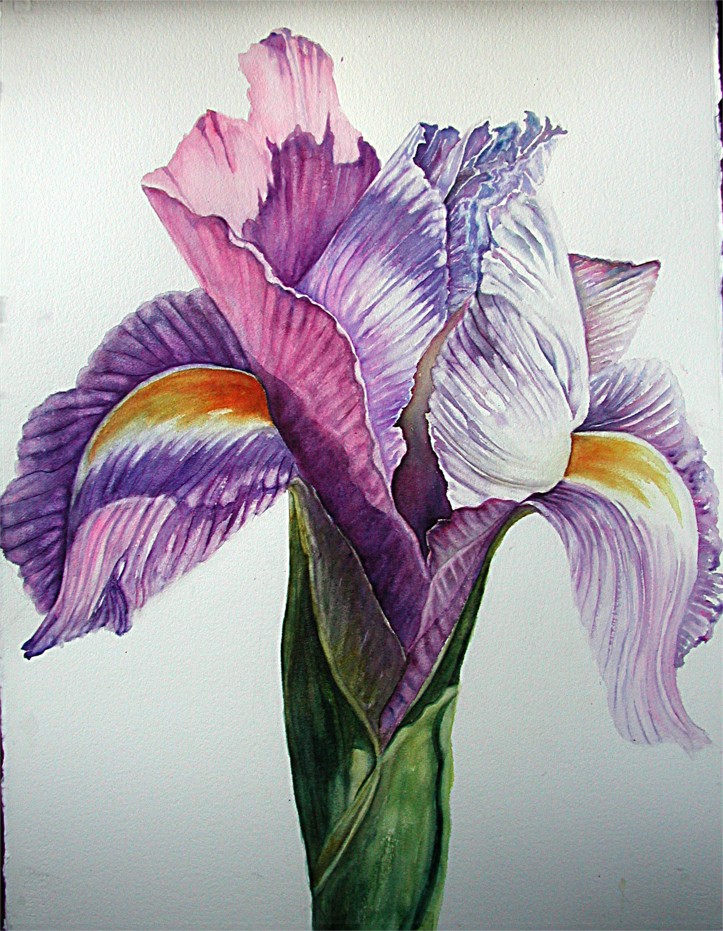 723x931 Elegant Iris - Japanese Iris Painting