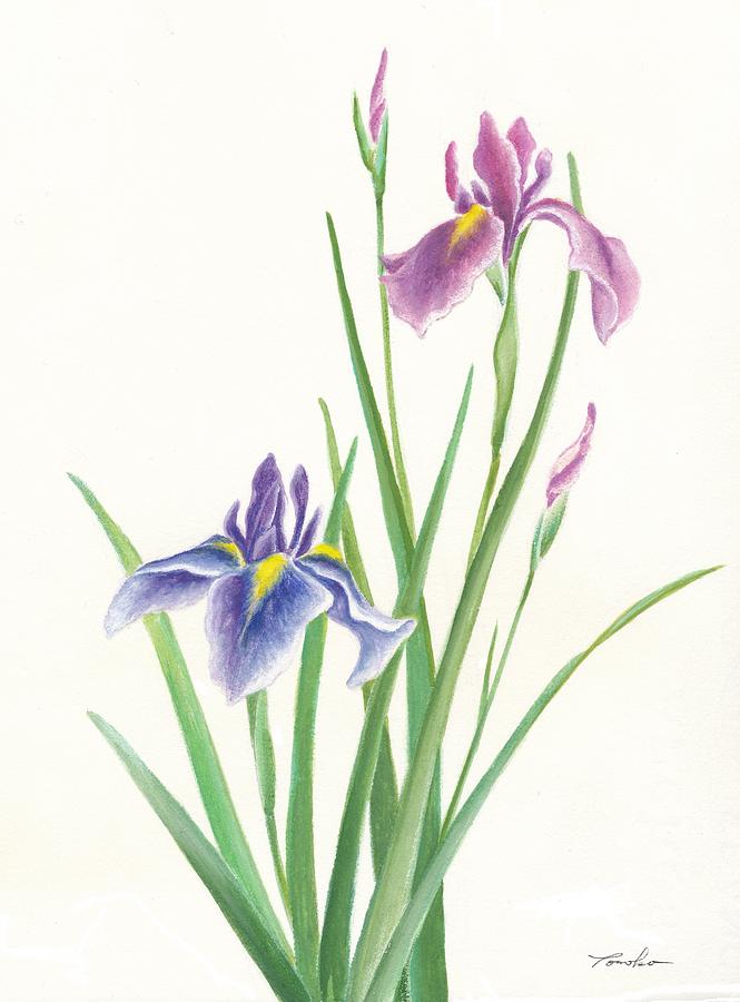 Japanese Iris Painting at PaintingValley.com | Explore collection of ...